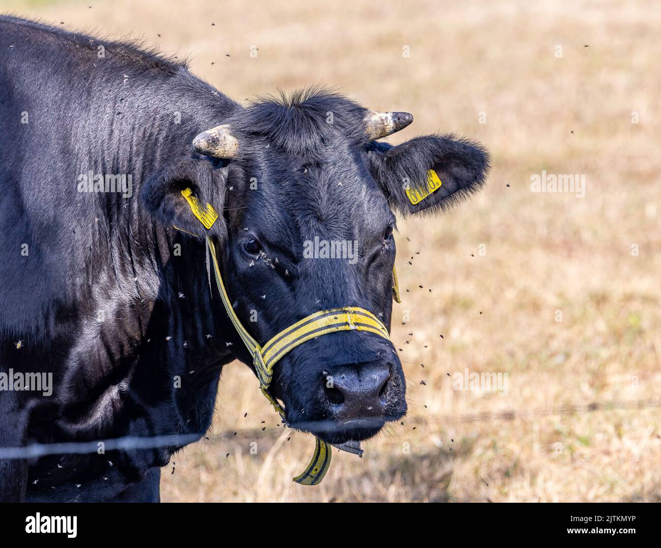 A closeup shot of a black cow standing on the dry grass on a sunny day ...