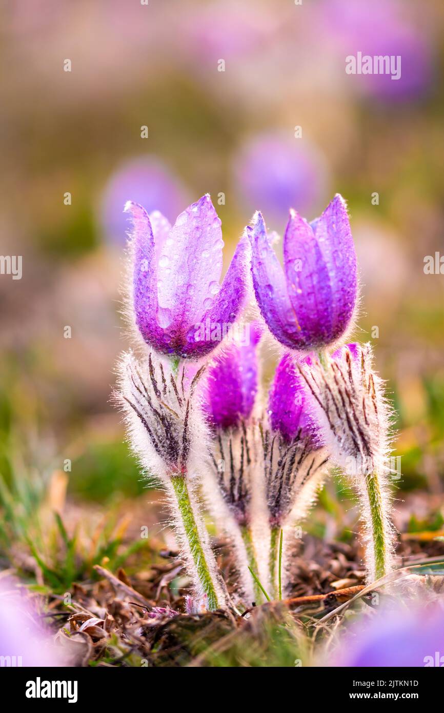 Greater pasque flowers (Pulsatilla grandis) with water drops, nature