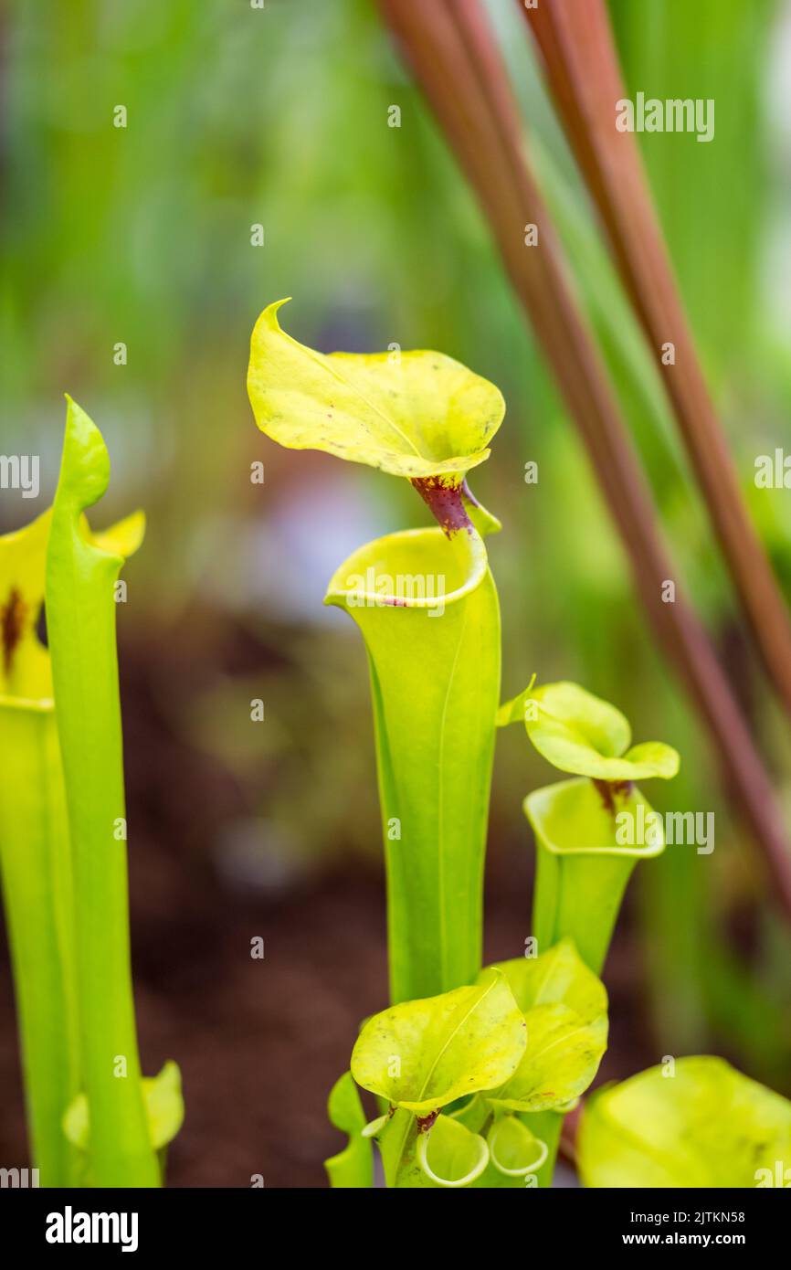 Sarracenia carnivorous plant is growinf in garden. Insect consuming plant with leaves as trap. Stock Photo