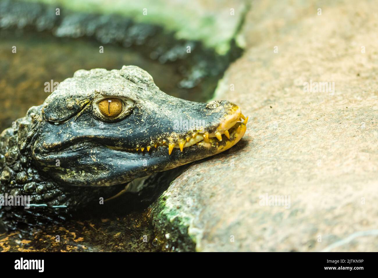 Caiman crocodile (latin name Paleosuchus palpebrosus) - detail of head