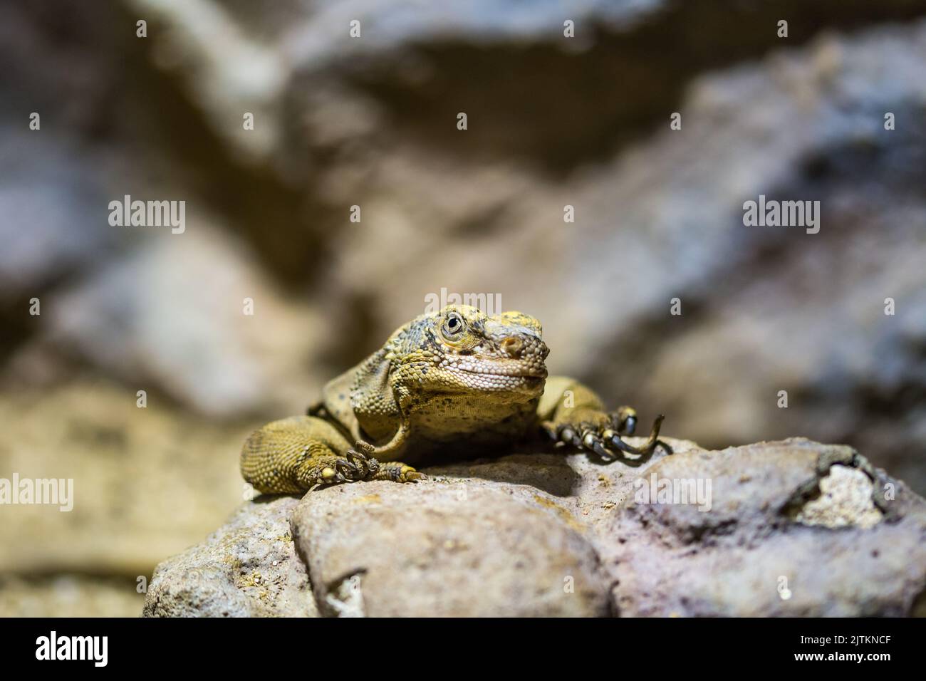 Animal kingdom fauna hi-res stock photography and images - Alamy