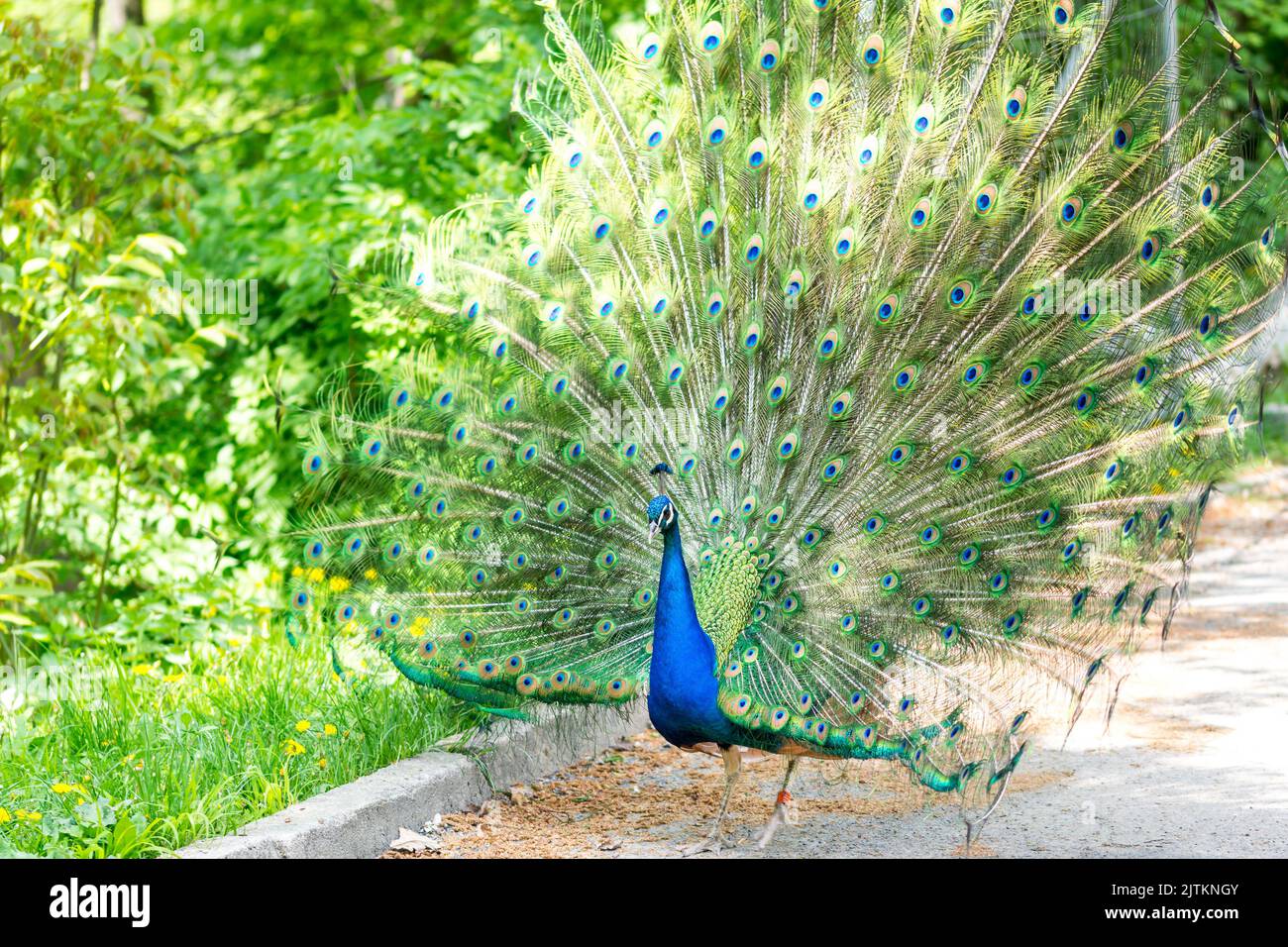 The peacock (latin name Pavo cristatus) bird on the park street. Colorful bird with beautiful feathers is walking on grass. Portrait of peacock bird. Stock Photo