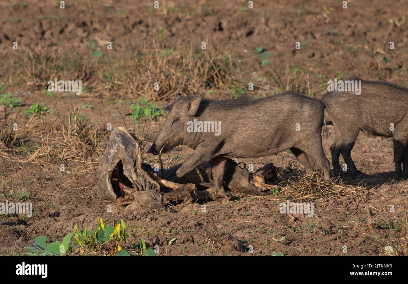 Boar scavenging on a carcass; wild boar feeding on a carcass; pig