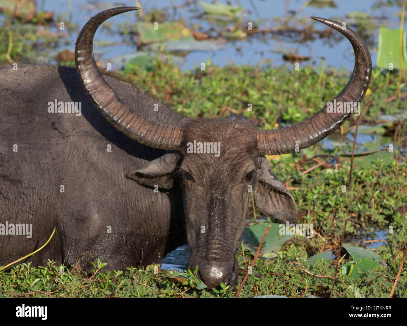 close up of a buffalo; buffalo close up; buffalo walking; cattle on grass Stock Photo