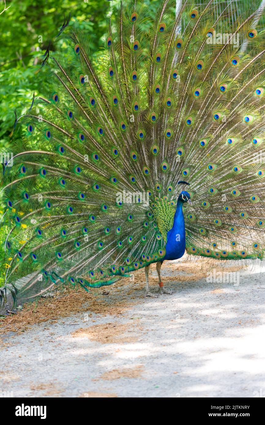 The peacock (latin name Pavo cristatus) bird on the park street. Colorful bird with beautiful feathers is walking on grass. Portrait of peacock bird. Stock Photo