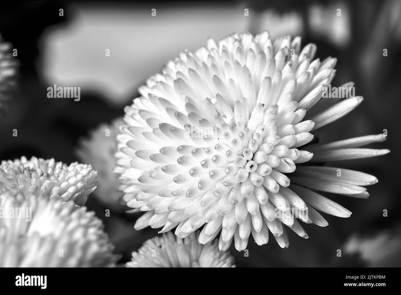 Meadow blooming daisy flowers Black and White Stock Photos & Images - Alamy