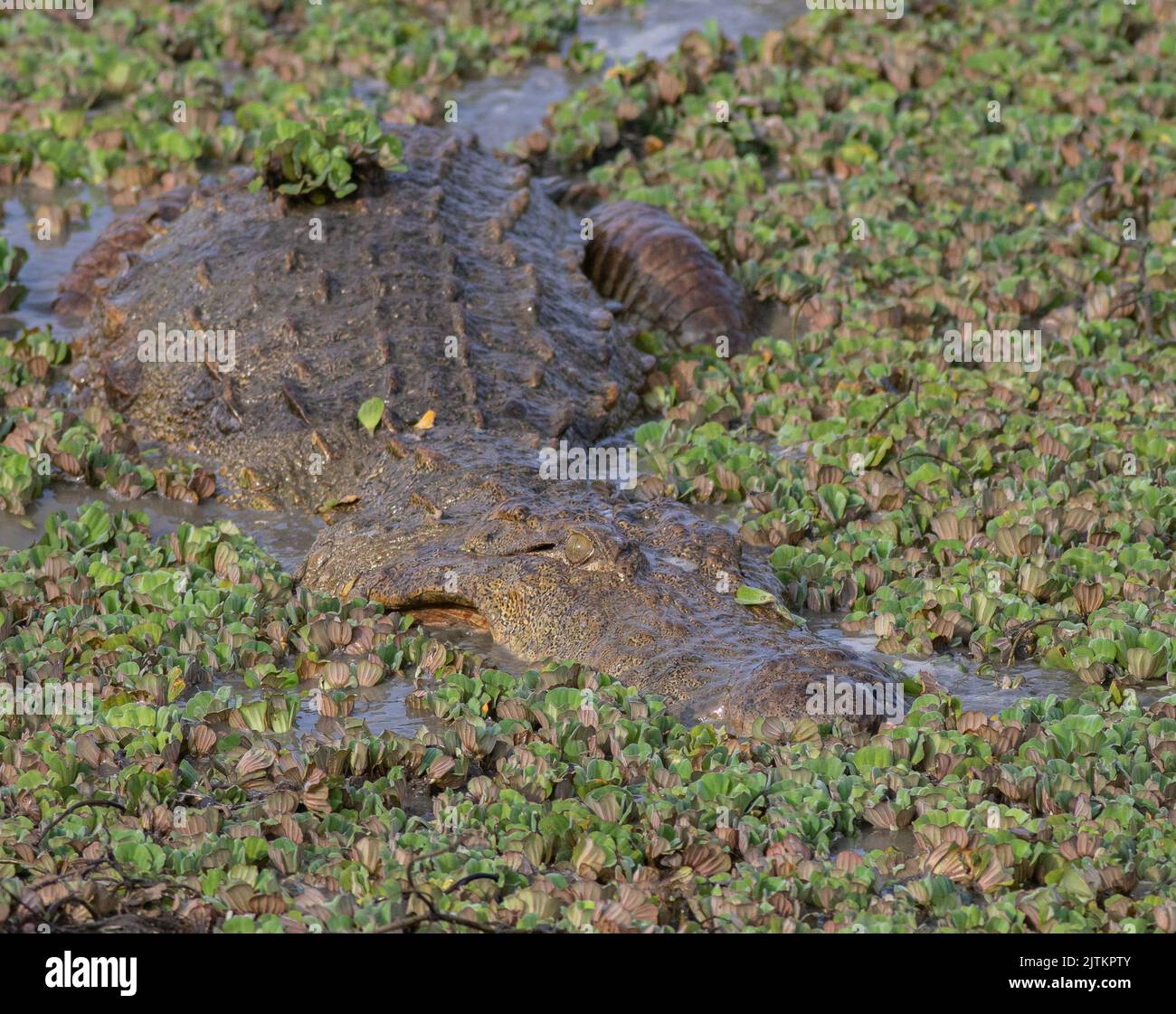 Crocodile on a feeding; croc feeding on fish in the water; crocodile on the marsh; Crocodile feasting on a meal; crocodiles resting; mugger crocodile Stock Photo