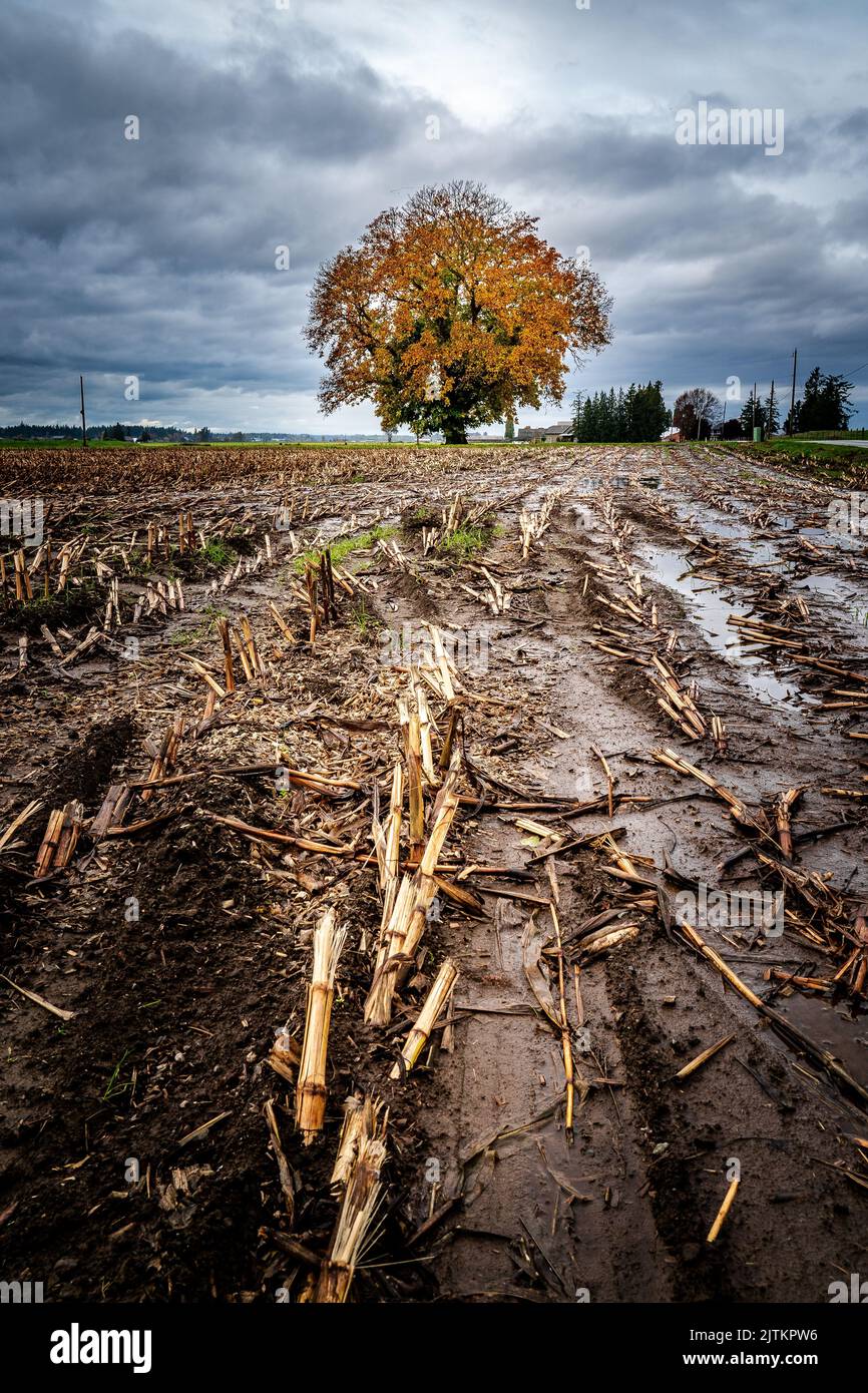 A vertical shot of a tree in a corn field on a cloudy day Stock Photo ...