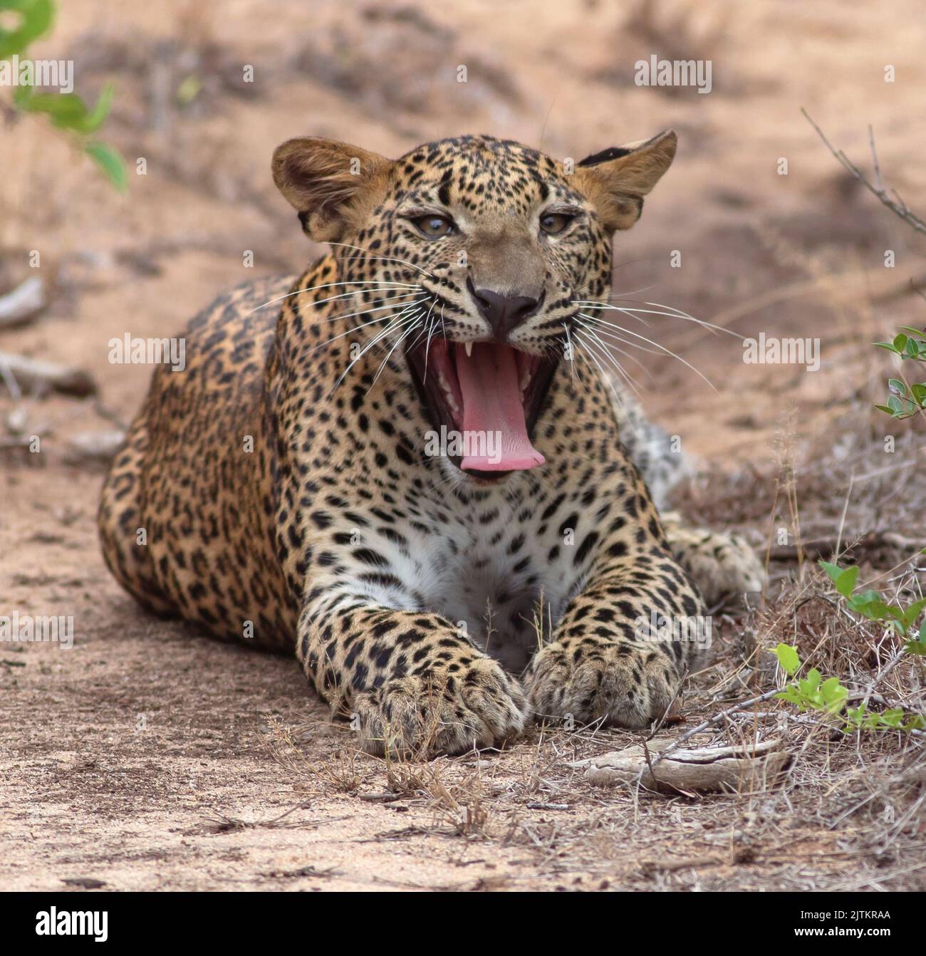 yawning leopard; leopard yawning; Leopard cub yawning; Baby leopard yawning; Leopard cub from Yala National Park Sri Lanka Stock Photo