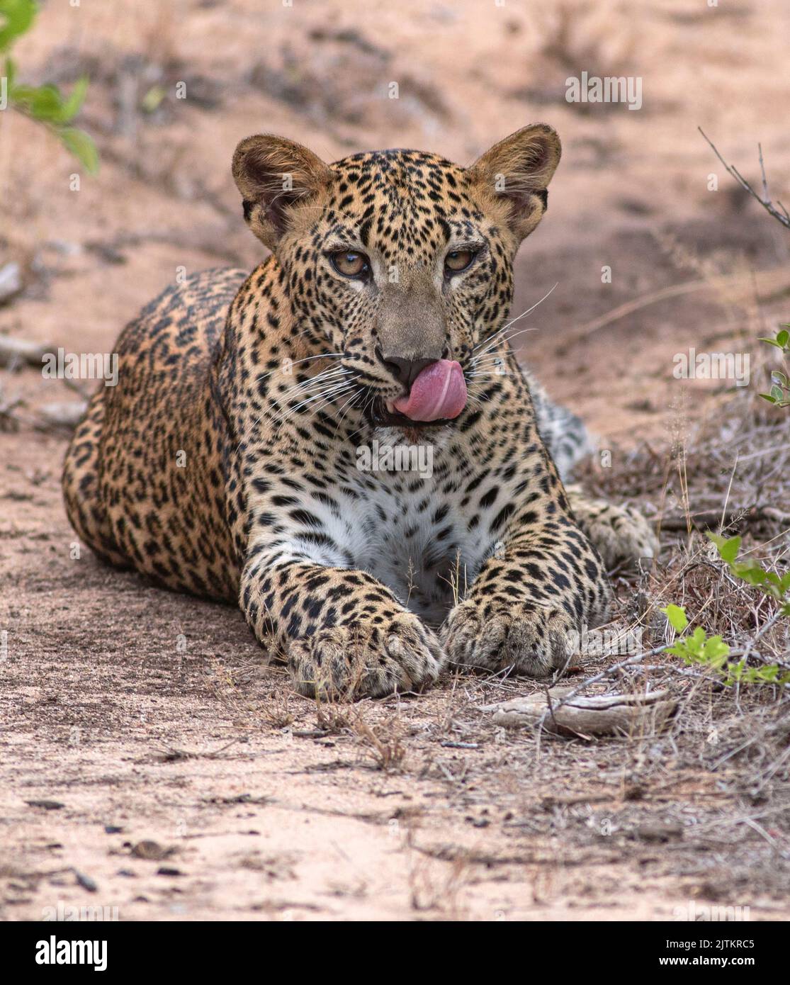 yawning leopard; leopard yawning; Leopard cub yawning; Baby leopard yawning; Leopard cub from Yala National Park Sri Lanka Stock Photo
