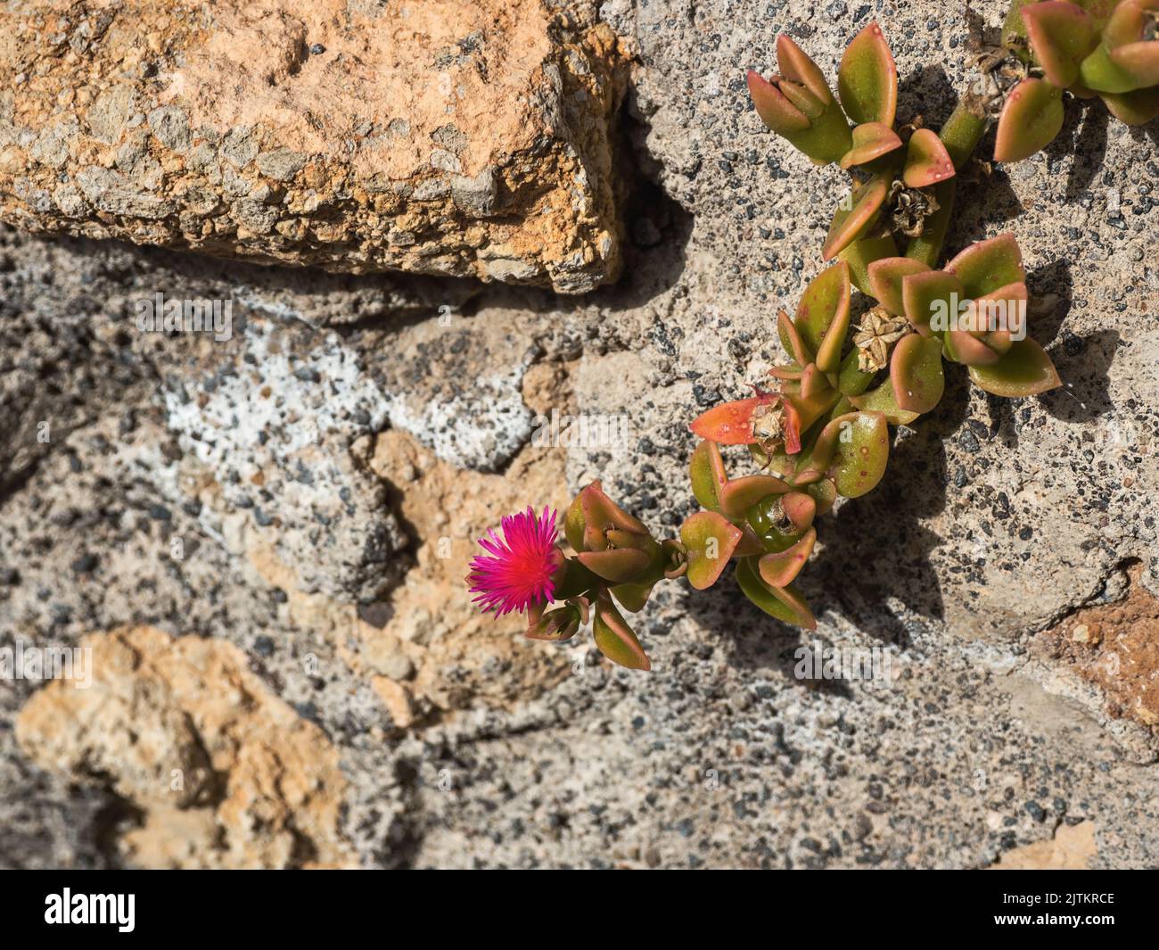 A blooming red midday flower, an Icicle family, 'Carpobrutus acinaciformis' on a sandy path in Tenerife, with light red bloom. Stock Photo