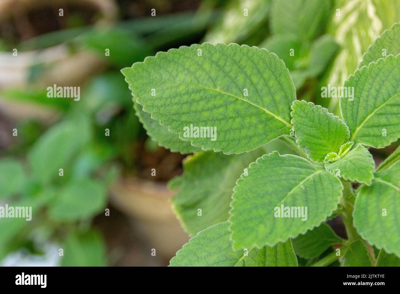 garden with green boldo in Rio de Janeiro Brazil. Stock Photo