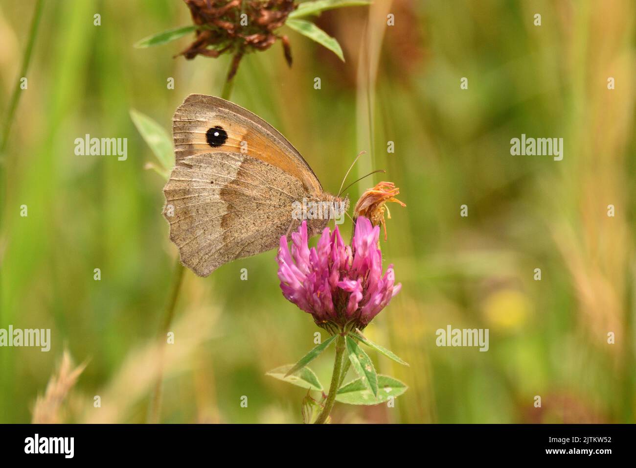 Meadow Brown Butterfly on red clover. East Sussex, England, UK. Stock Photo