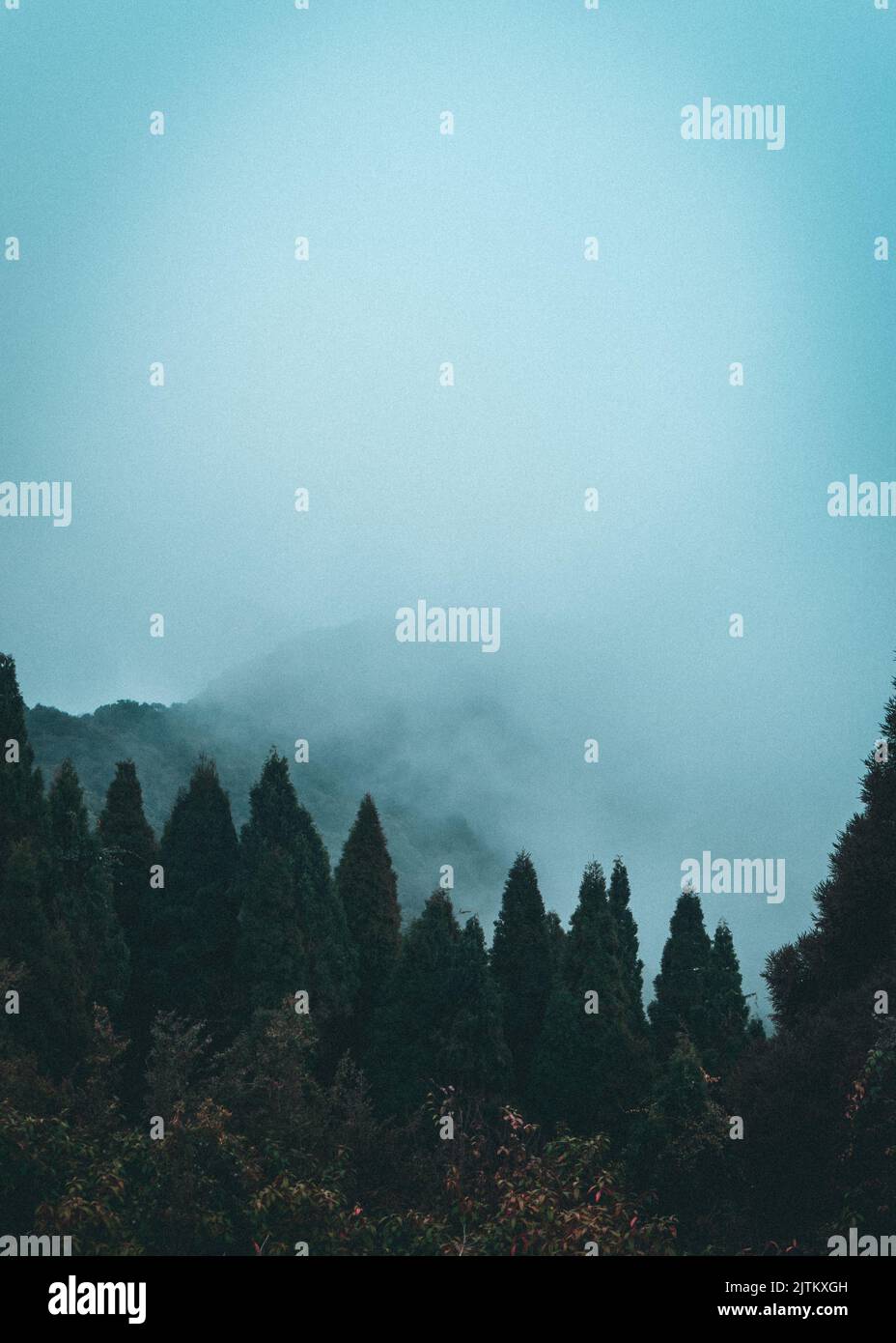 A vertical shot of a foggy forest with fir trees Stock Photo - Alamy