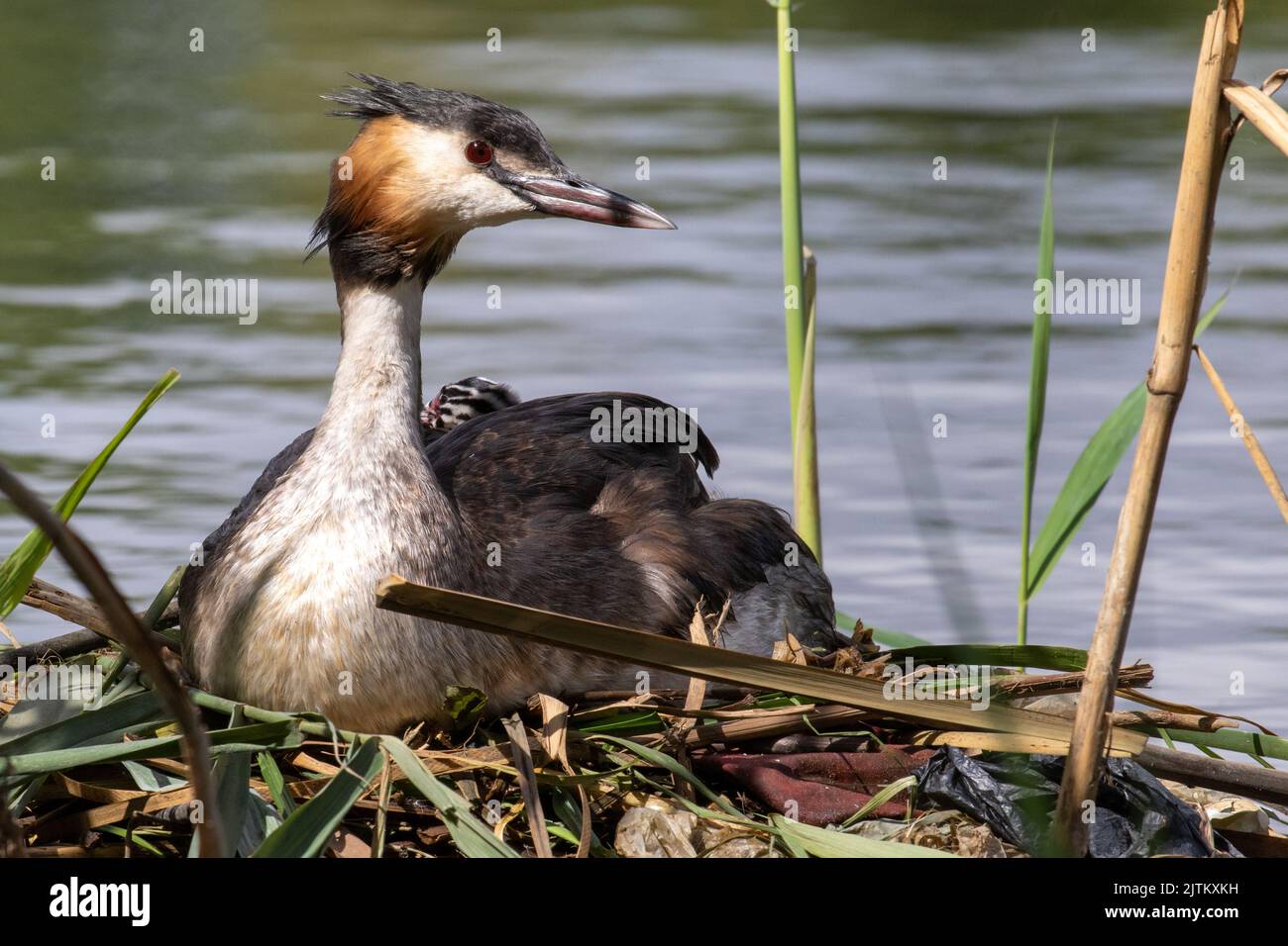 Great Crested Grebe with its newly hatched young Stock Photo - Alamy