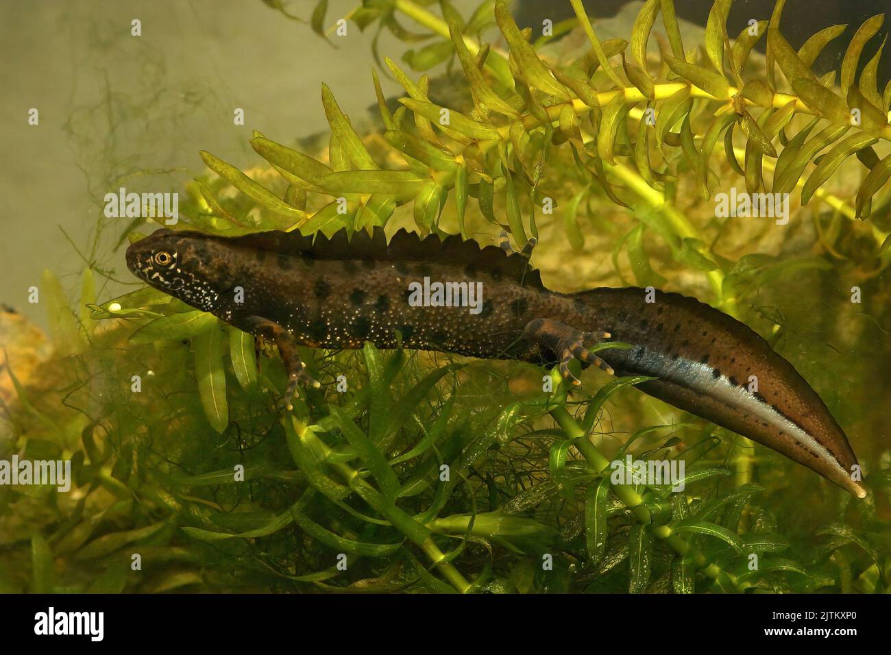 Detailed closeup on an aquatic male Danube crested newt, Triturus dobrogicus, underwater Stock Photo