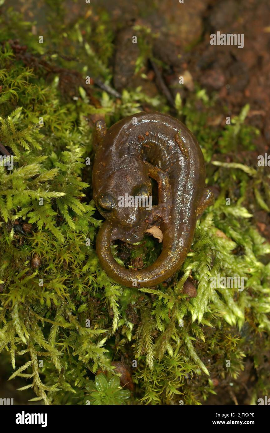 Closeup on a sub-adult of the endangered limestone salamander, Hydromantes brunus sitting on green moss at Merced River California Stock Photo
