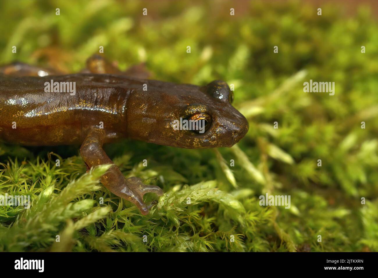 Closeup on a sub-adult of the endangered limestone salamander, Hydromantes brunus sitting on green moss at Merced River California Stock Photo