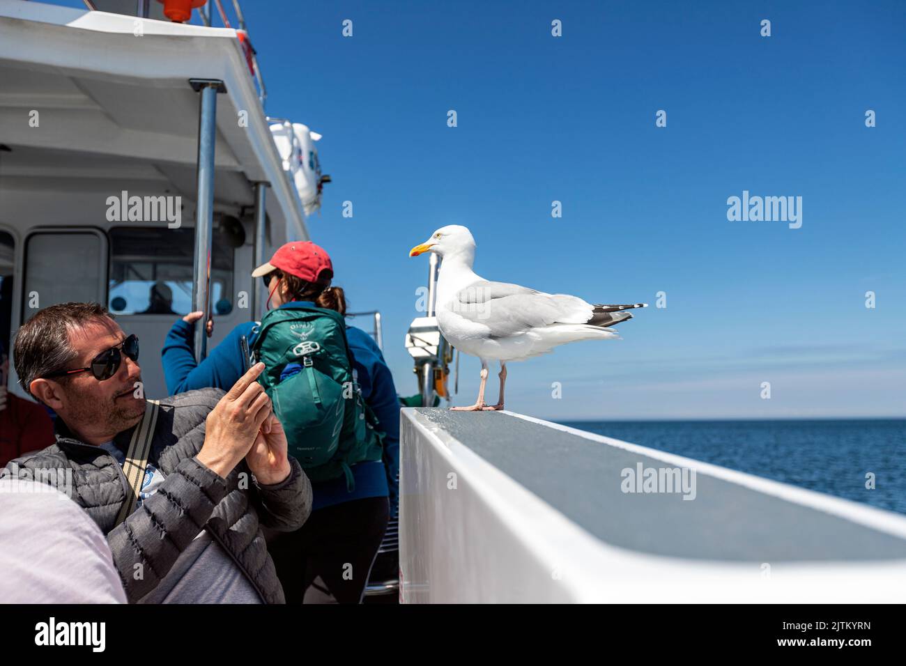 Gull in a tourist boat to  Skomer Island, Pembrokeshire, Wales, UK Stock Photo