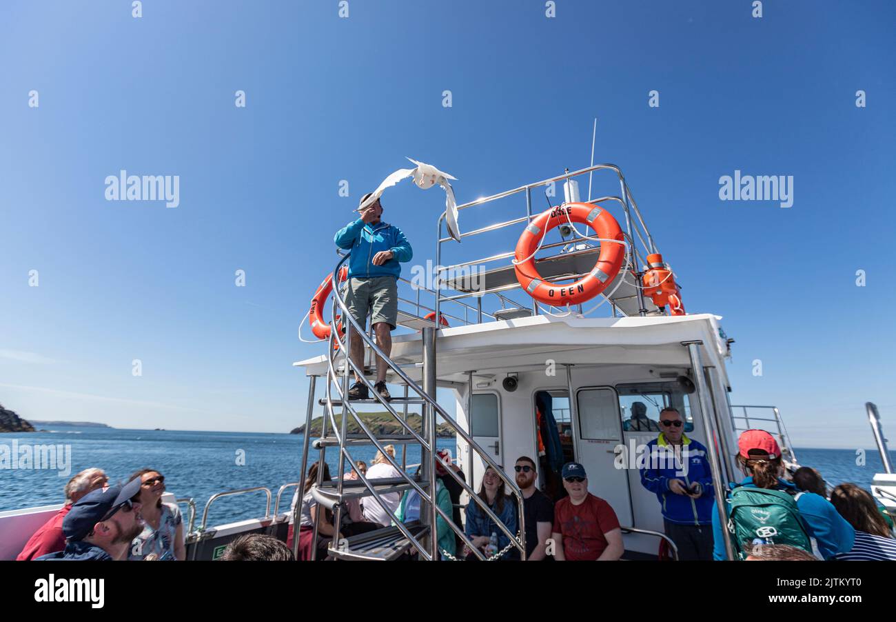 Gull in a tourist boat to  Skomer Island, Pembrokeshire, Wales, UK Stock Photo