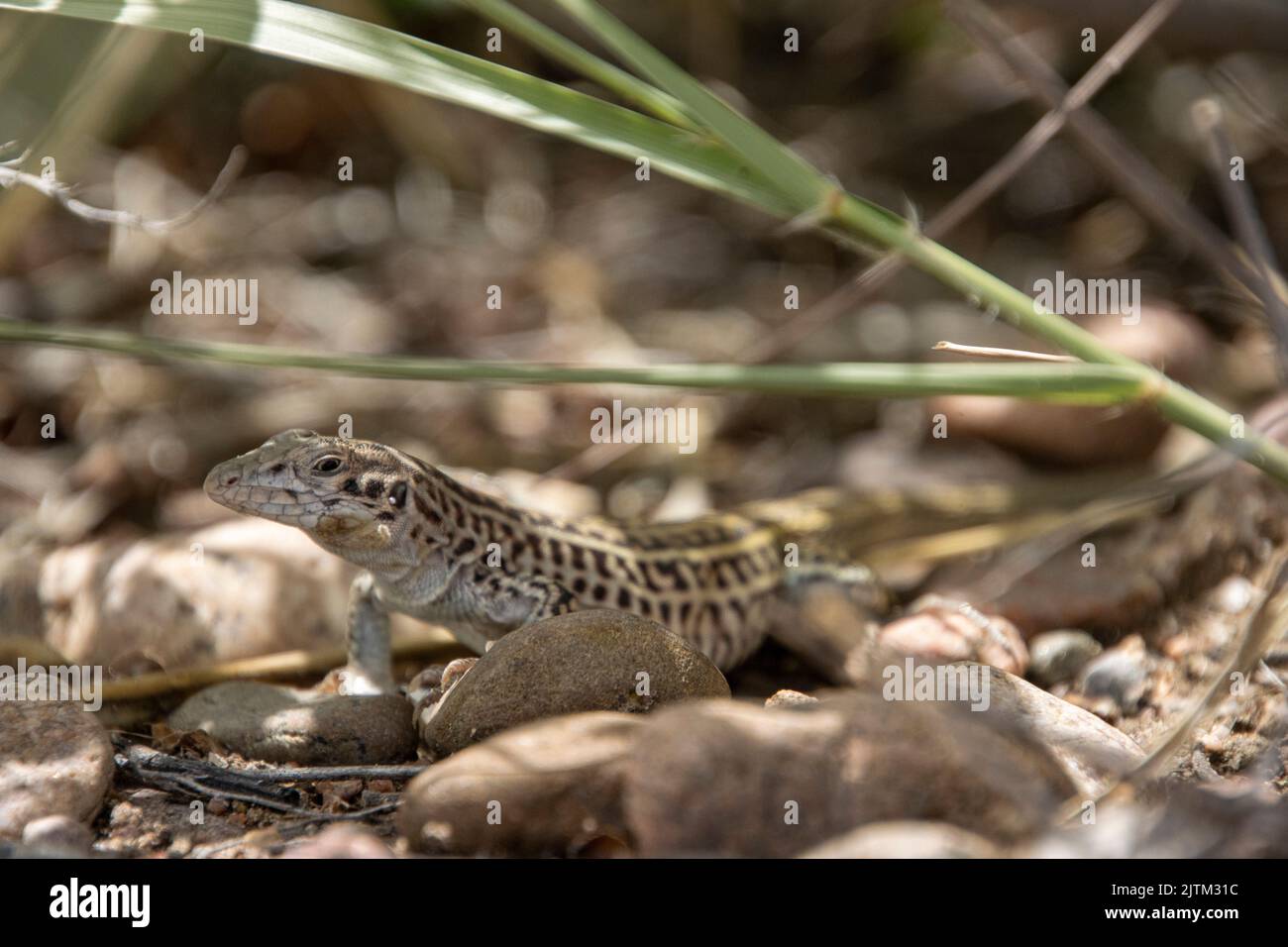 New Mexico Whiptail Lizard Stock Photo - Alamy