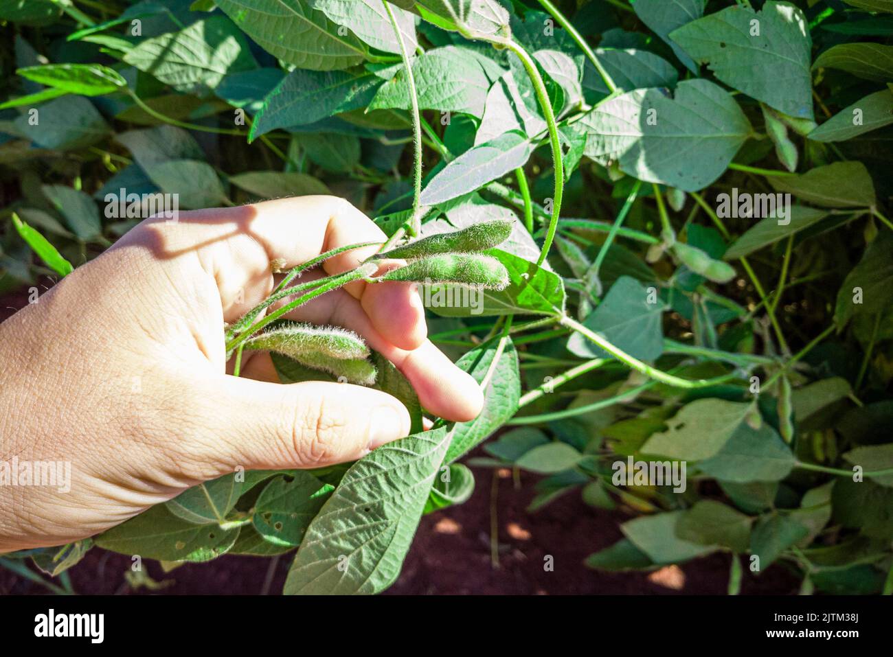 The soybean or soya bean (Glycine max) is a species of legume native to