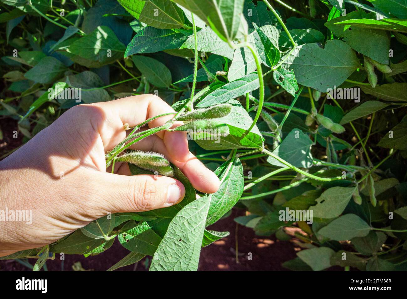 The soybean or soya bean (Glycine max) is a species of legume native to
