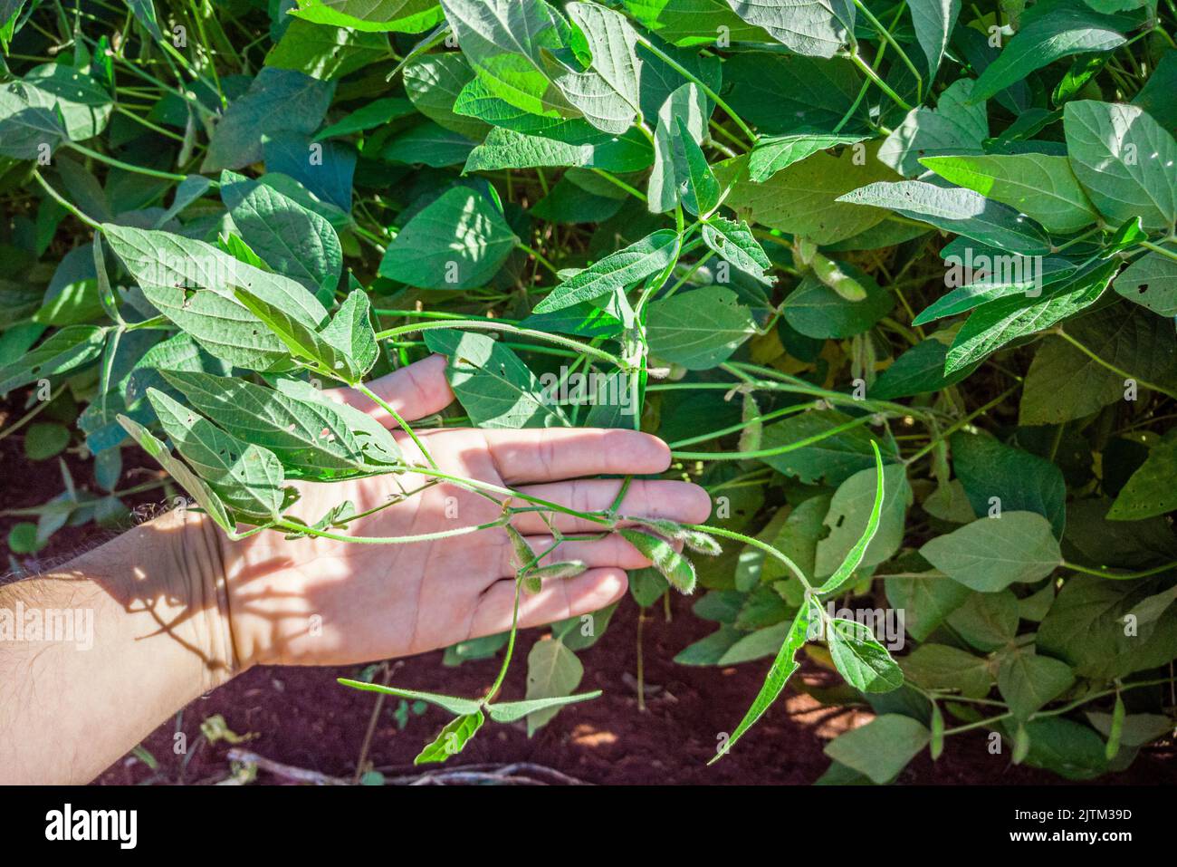 The soybean or soya bean (Glycine max) is a species of legume native to