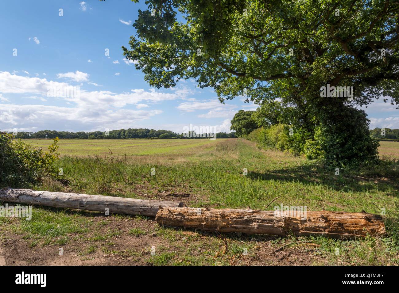 Logs blocking a field entrance in Norfolk to prevent unwanted use by off-road vehicles and joy riders. Stock Photo