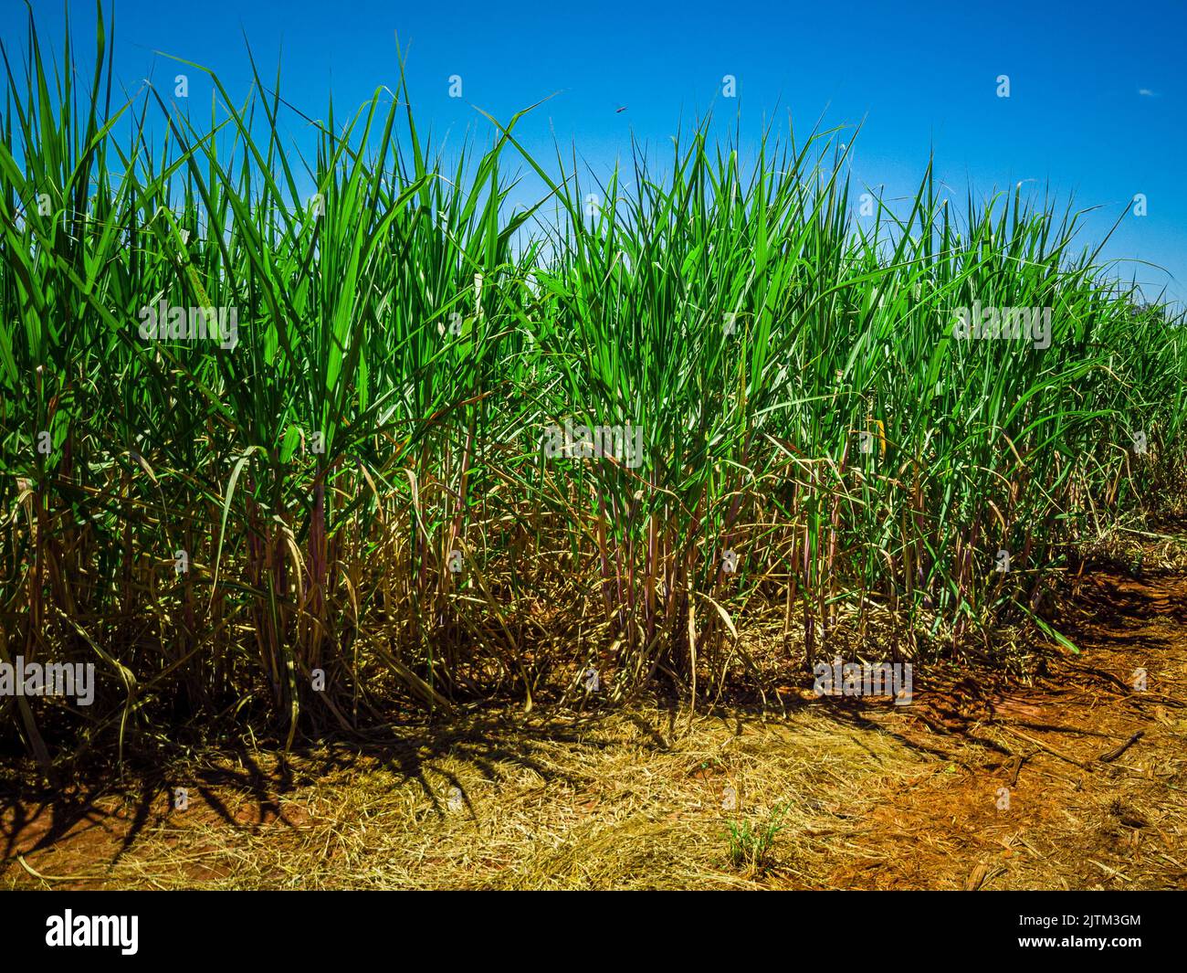Sugar cane plantation in Brazil Stock Photo Alamy