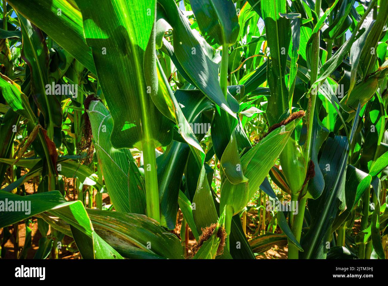 Beautiful cornfield, corn plantation and blue sky Stock Photo Alamy