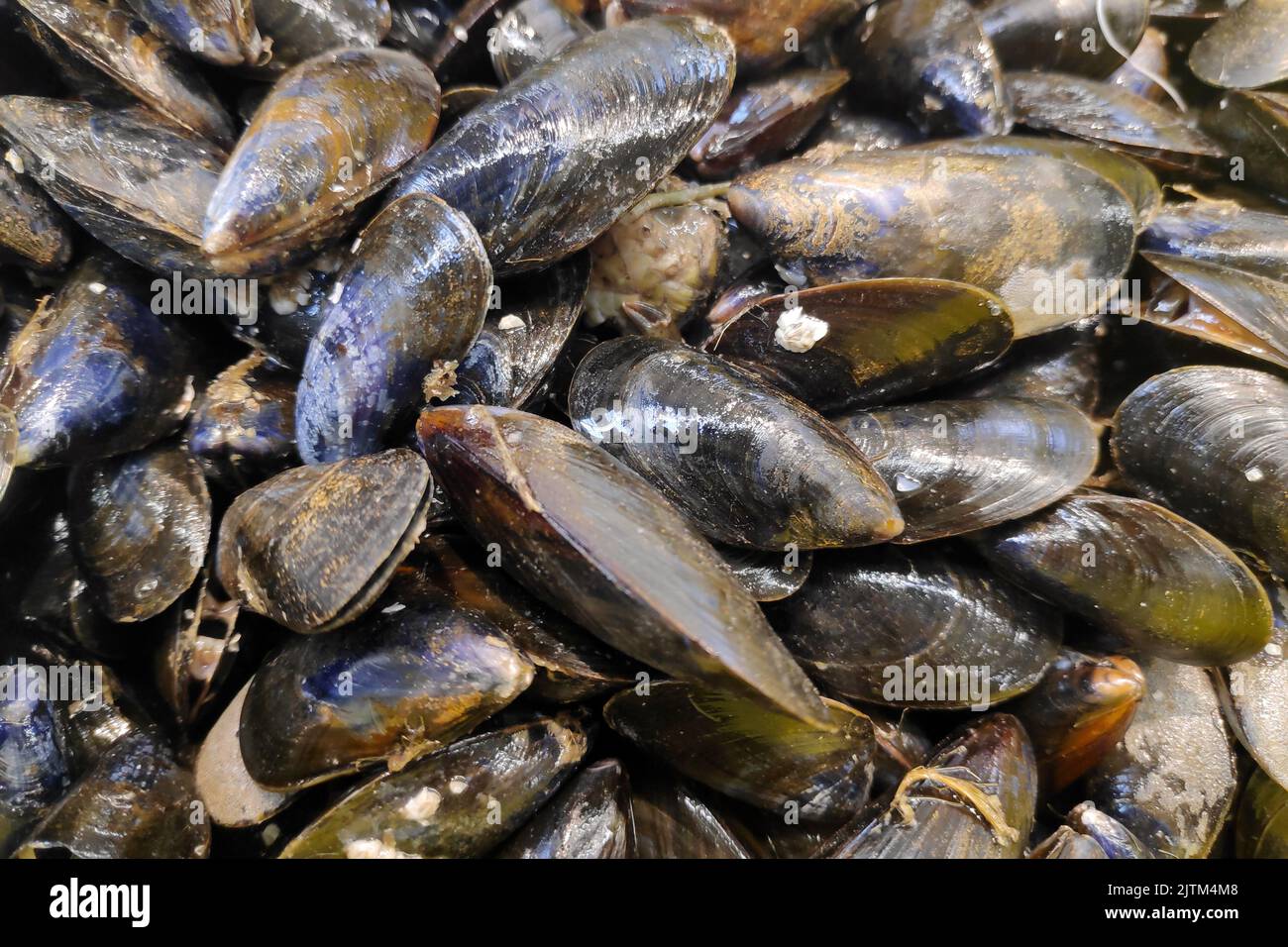 A bunch of mussels for sale at a market stall. Stock Photo