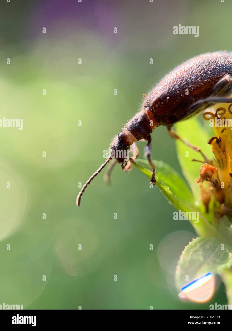 A vertical closeup of a byturidae on a flower leaf on blurred background Stock Photo