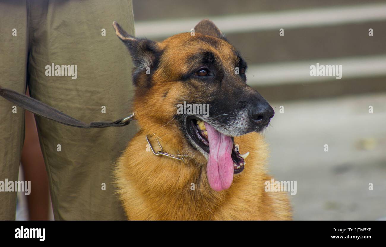 german shepherd dog, looking sideways with tongue out of mouth in rio de janeiro, Brazil. Stock Photo