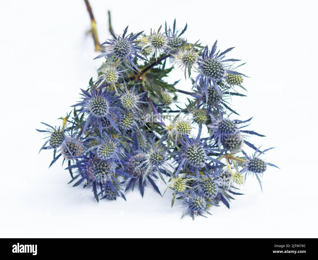 Blue sea Holly (Eryngium zabelii) plant flowers on a white background