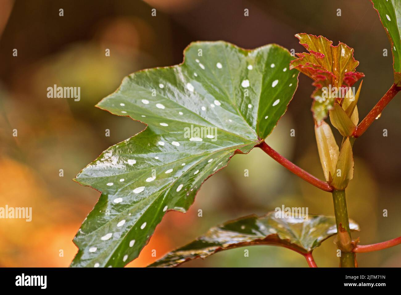 Angelwing begonia Stock Photo