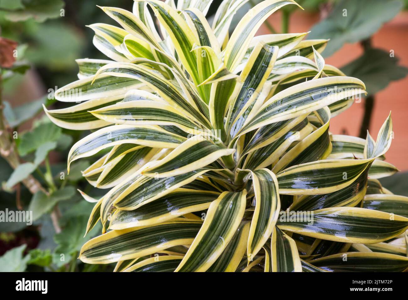 Dracaena Reflexa Song Of India