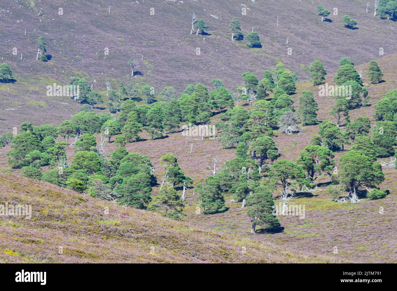 caledonian-pine-forests-along-the-clais-fhearnaig-circuit-the
