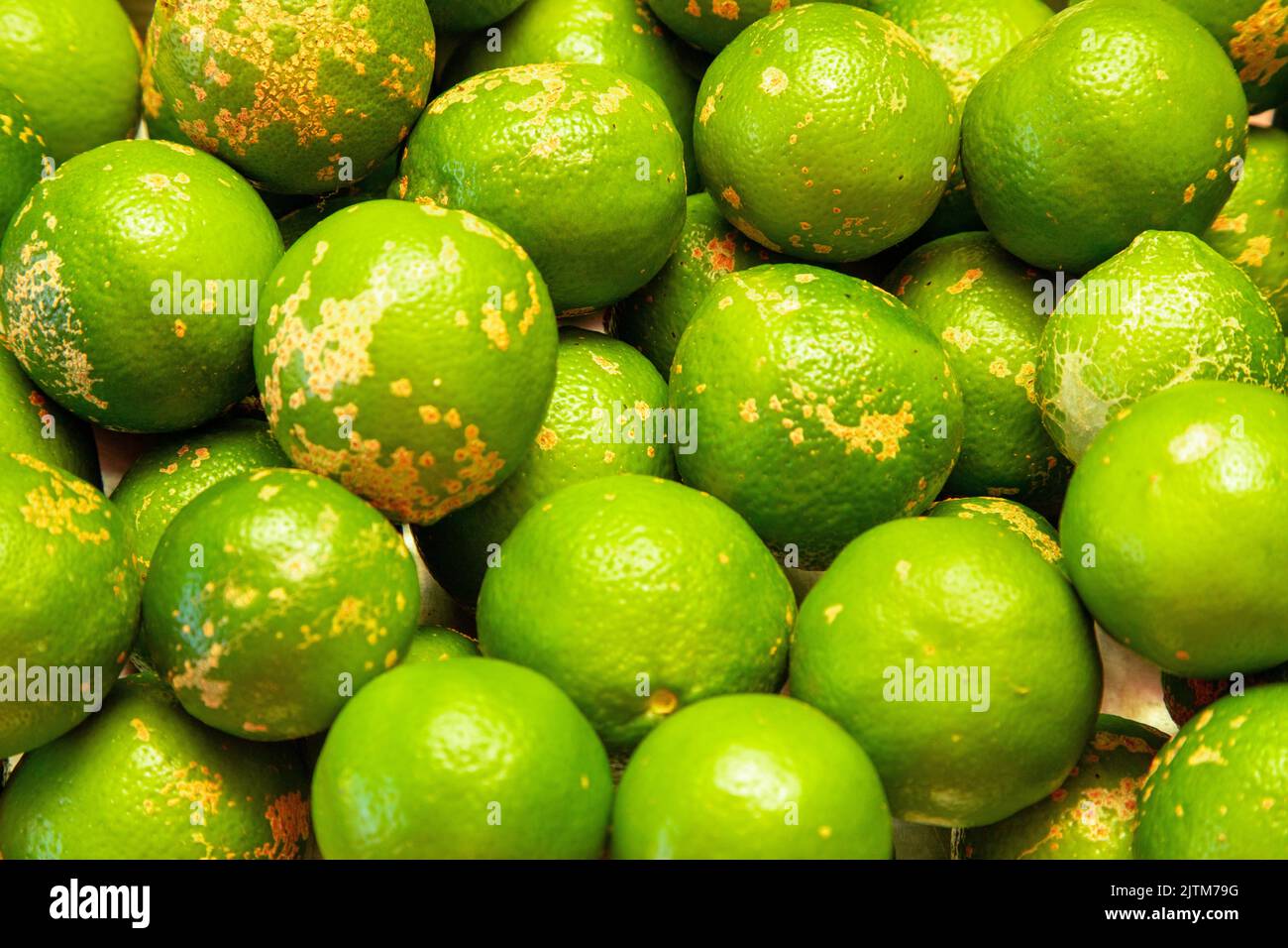 Rangpur, Citrus × limonia or Citrus reticulata × medica, sometimes called the rangpur lime, mandarin lime or lemandarin, is a hybrid between the manda Stock Photo