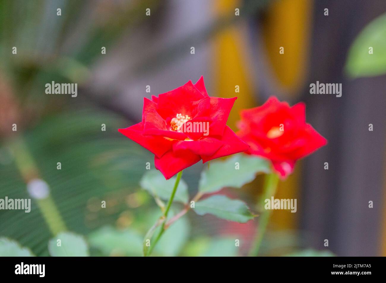 mini red rose with blurred green leaves in the background in Rio de Janeiro  Brazil Stock Photo - Alamy