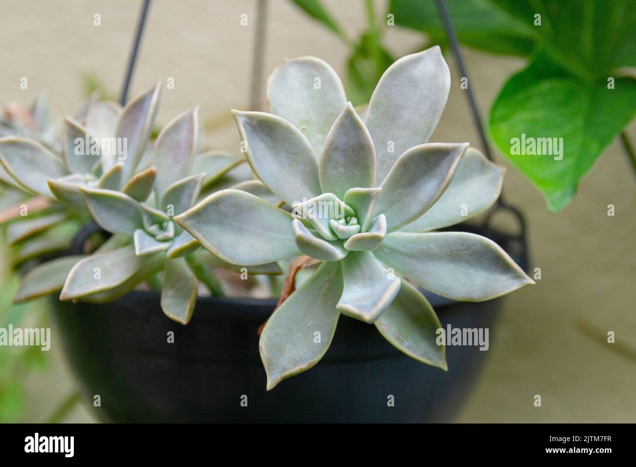 Pink succulent stone plant in a pot in Rio de Janeiro Brazil. Stock Photo