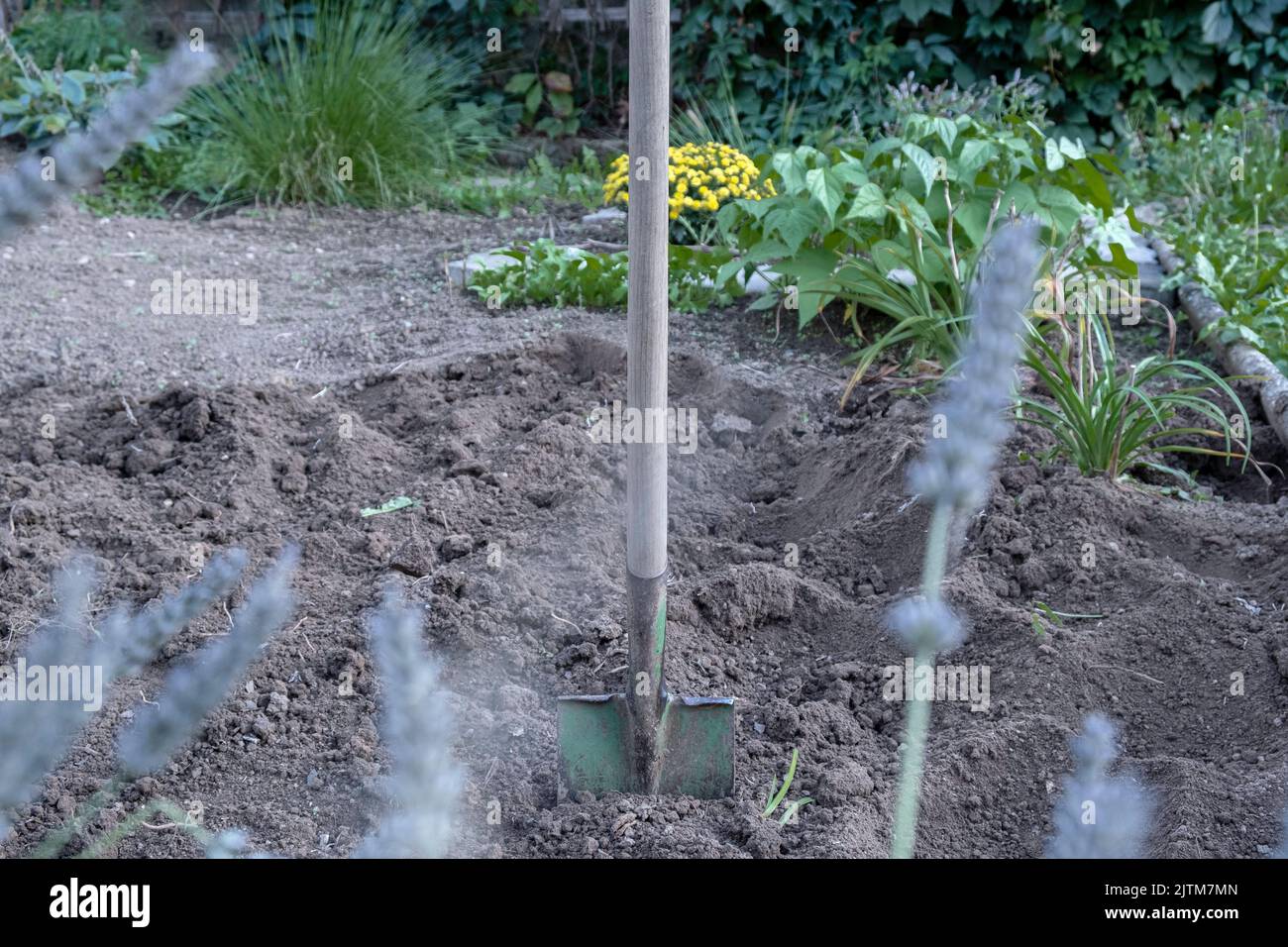 An old garden shovel in the ground on the beds. Work in the garden in
