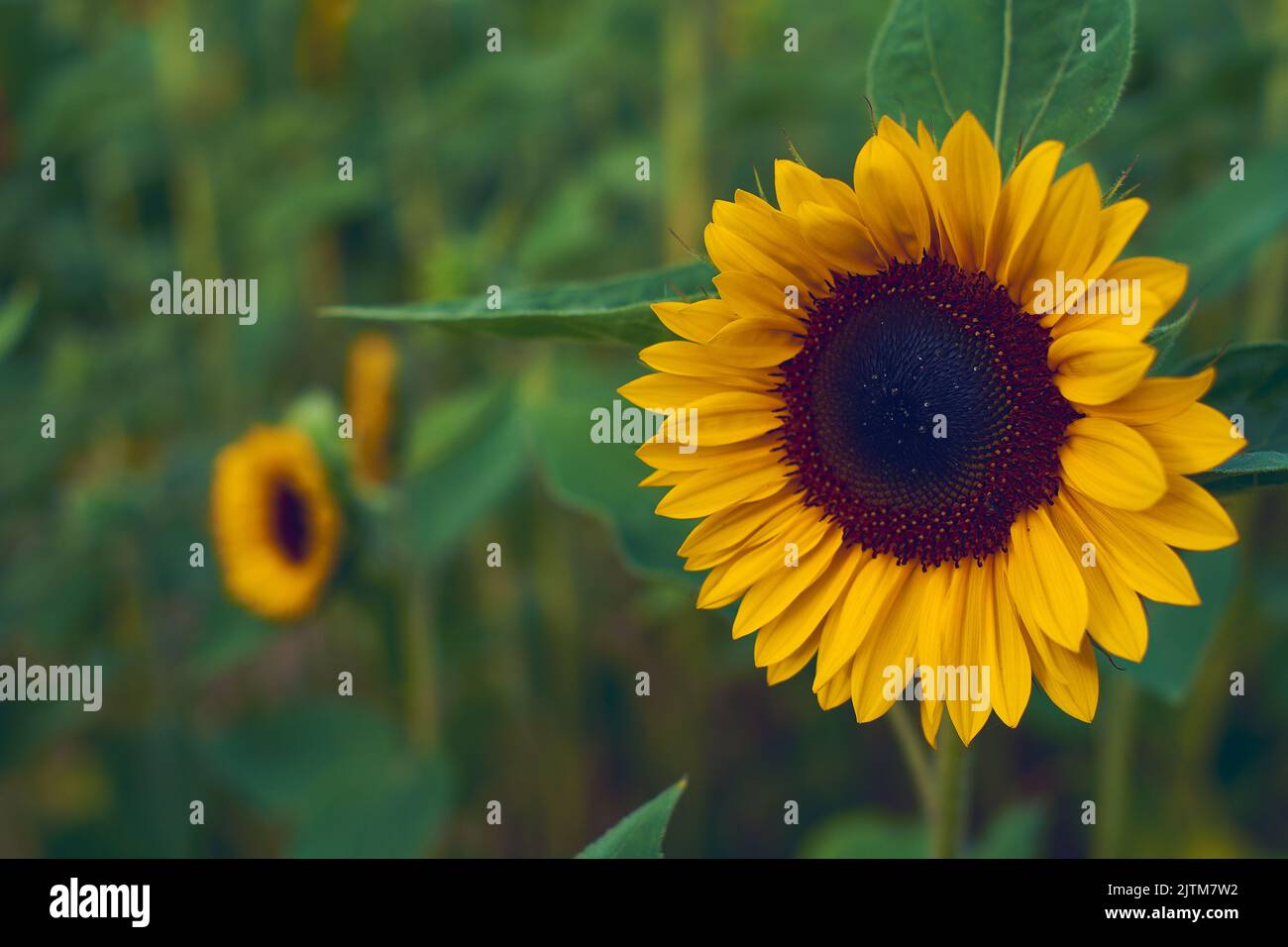 Sunflower in large field. High quality photo Stock Photo