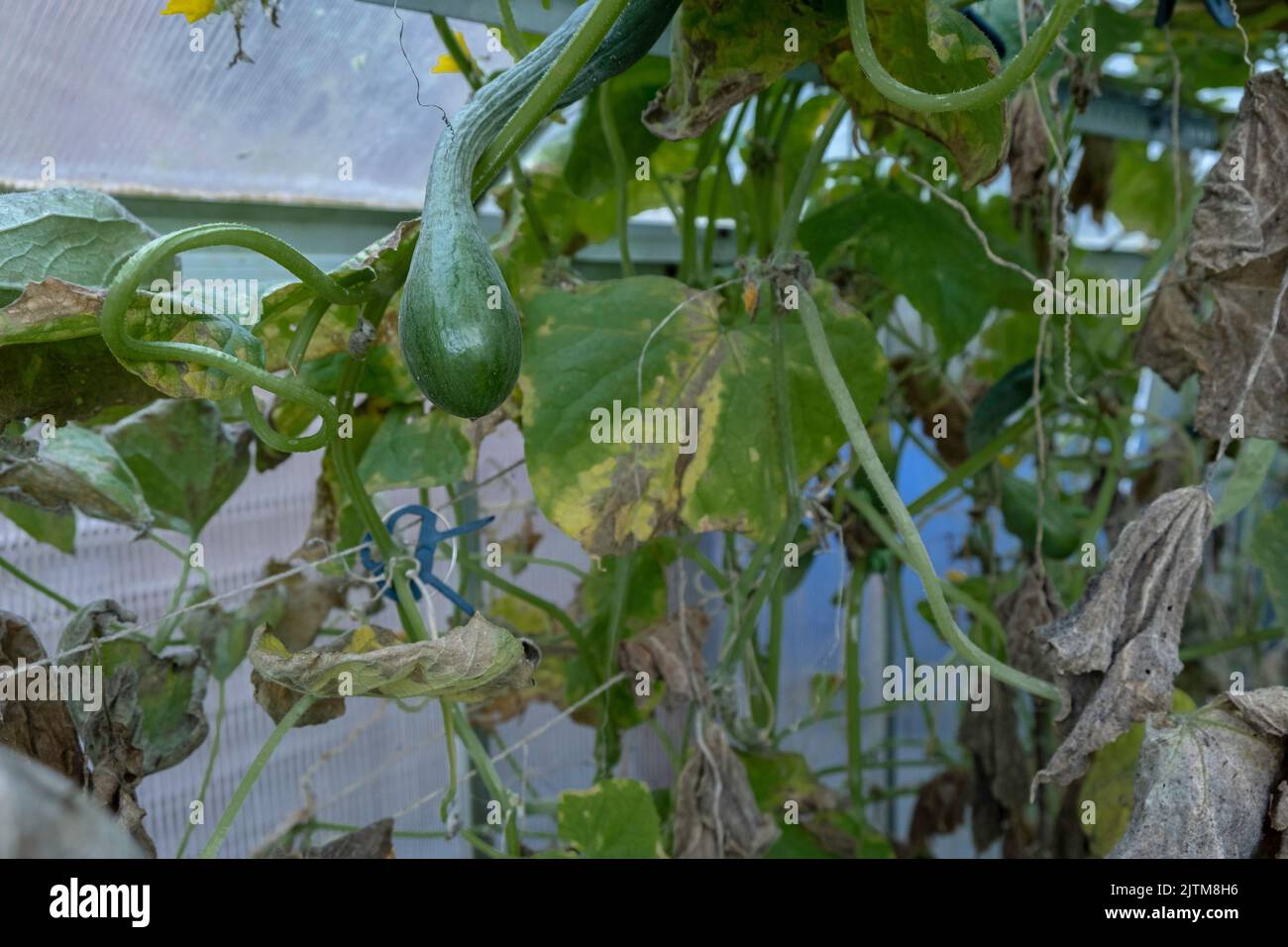 Damage after flood crisis. Destroyed harvest of cucumbers. Stock Photo