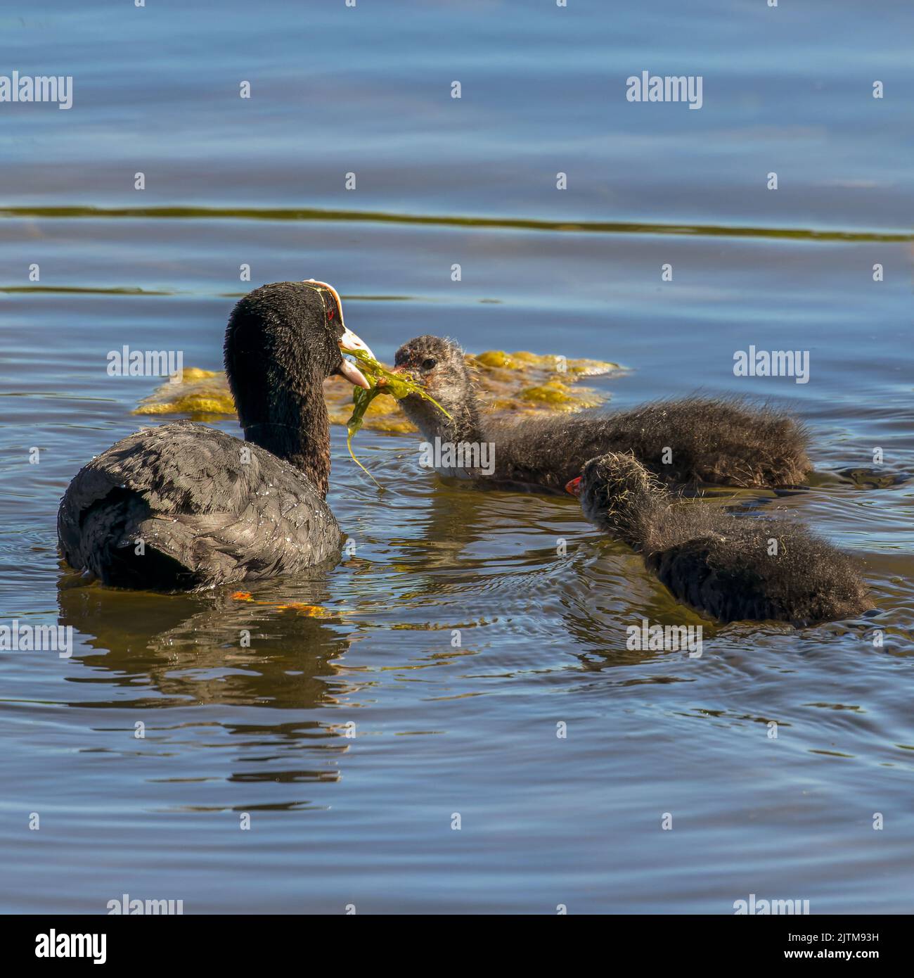 A closeup shot of a coot mother bird feeding its babies in the water Stock Photo