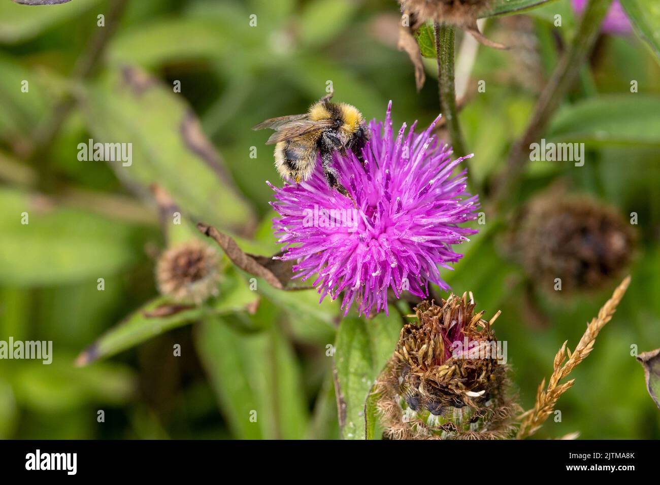 Great Yellow Bumblebee - Bombus distinguendus (Apidae) - adult bee on Black Knapweed flower on the Mullet Peninsula, County Mayo, Ireland Stock Photo