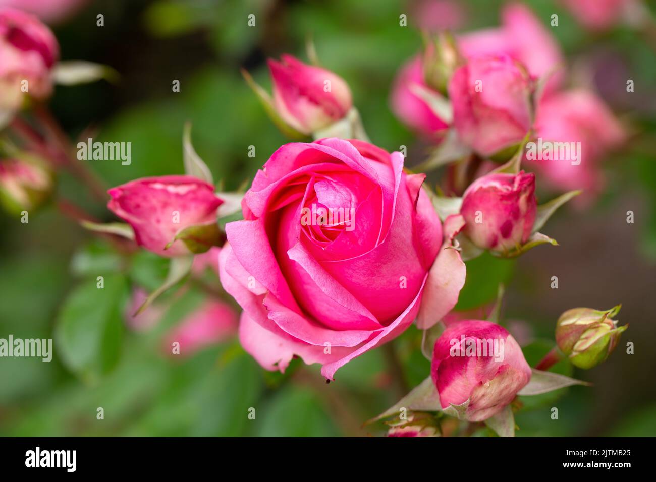 Pink rose flower bloom in the garden Stock Photo