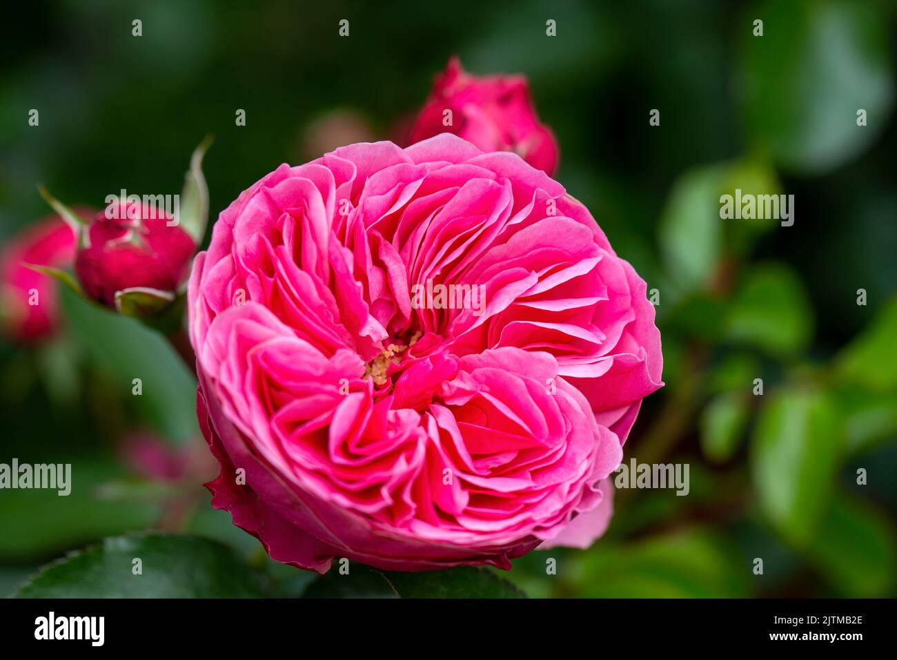 Pink rose flower bloom in the garden Stock Photo