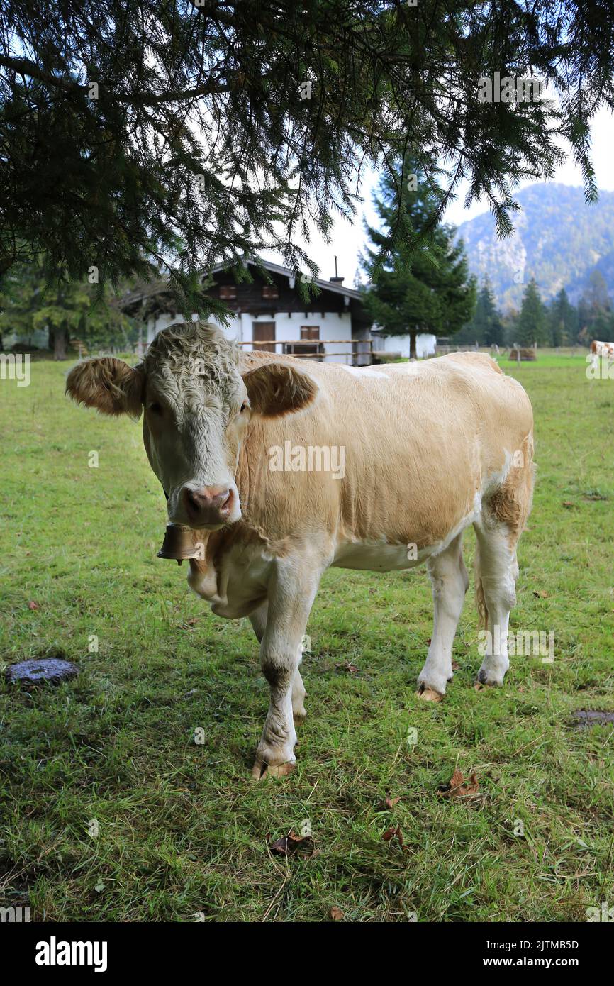Bavarian cow standing on the pasture looking at camera Stock Photo
