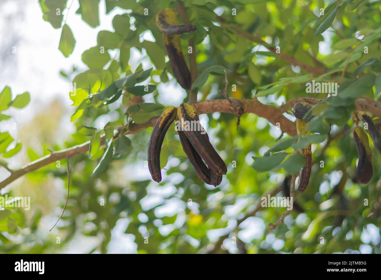 Carob, plants, italy Stock Photo Alamy